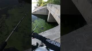 Snakehead fishing under the brigewait for the resultfishingwithmasud snakehead lurefishinglure [upl. by Clementas]