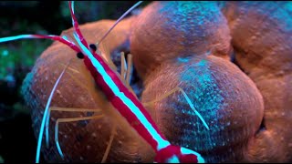 Feeding Lobophyllia coral [upl. by Auohs]