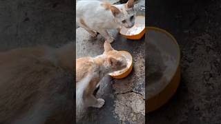 catlover meaww catvideos cat [upl. by Archaimbaud896]