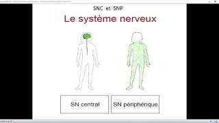 Cours Physiologie Première Année Médecine Dentaire Partie 1 [upl. by Gentille]