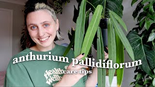 ANTHURIUM PALLIDIFLORUM care 🪴 Strap Leaf Anthurium Tips amp Tricks [upl. by Koss161]