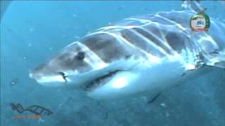 Shark Cage diving near Hermanus in Shark Alley Gansbaai [upl. by Atalante]