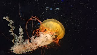 Pacific Sea Nettle [upl. by Pisarik]