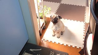 【pug】悲しいご報告…まだ３歳なのに… [upl. by Floyd776]