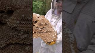 MASSIVE European Hornets Nest INFESTATION [upl. by Chevalier]