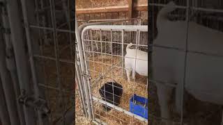 Boer Goat Nation  2M Boer Goats Barn Tour [upl. by Yatnwahs]