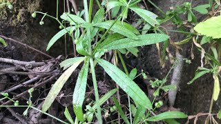 Sticky weed Galium aparine [upl. by Statis606]