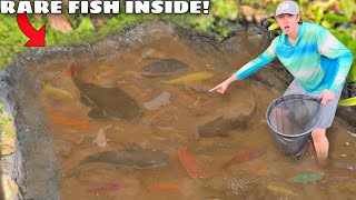 I Found ABANDONED Aquarium Fish Living in MUD POND [upl. by Hartfield53]