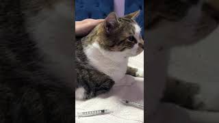 How To Apply An Ear Medication To A Cat [upl. by Tai]