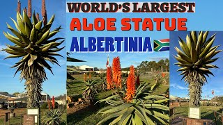 World’s largest Aloe Statue in Albertinia  South Africa  Alcare Aloe  The House of Aloes [upl. by Cochard]