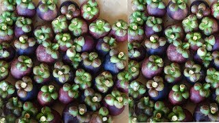 Mangosteen Harvesting The Queen Of Fruit harvesting [upl. by Letsirk]