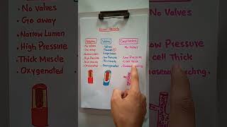 Difference between arteries amp veins and capillaries blood vessels youtubeshorts shorts vessels [upl. by Hillari]