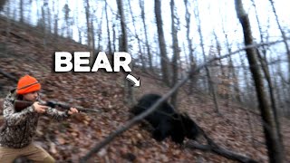 This BEAR got TOO CLOSE  Bear Hunting with Dogs [upl. by Imekawulo]