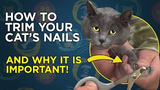 How To Trim Your Cats Nails  VetVid Cat Care Video [upl. by Nythsa]