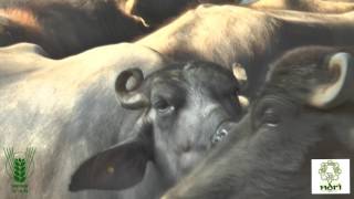 Estrus detection in buffaloes [upl. by Nnaitsirk86]