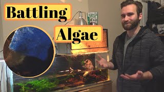 Maintaining a Turtle Tank  Understanding Algae [upl. by Eal]