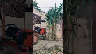 Seedling try nursery of sugarcane process newfarming sugarcanefarmingseeds sugarfarmingseeding [upl. by Tupler]