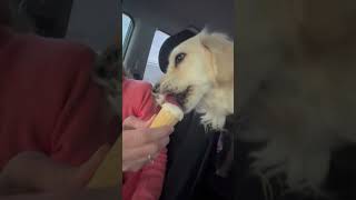 Golden Retrievers first ice cream cone 😋 goldenretriever [upl. by Lais129]