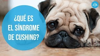 SÍNDROME de CUSHING en perros  Diagnóstico y ¿TRATAMIENTO natural [upl. by Orapma]