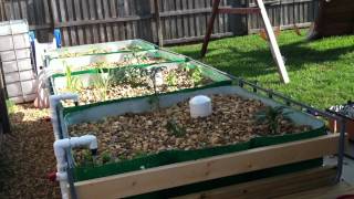 Mikes Aquaponics  Introduction to Aquaponics and Mikes First System  Part 1 [upl. by Elsy]