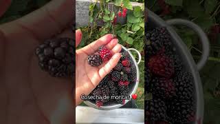 Frutos de la huerta ❤️🌱🌱huerta moritas berries moras [upl. by Topper119]