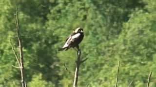 A Bobolink sings out at Forks of the Credit Provincial Park [upl. by Ahsimet493]