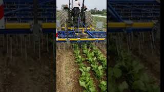 Treffler TS Precision Tine Harrow in Broccoli Raab at Rodale Institute of Farming [upl. by Harraf]