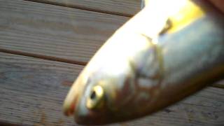 Giant Bluefish caught in Long Island Sound [upl. by Beata]