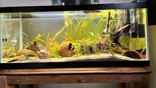 Update on Apistogramma tank [upl. by Anatlus]