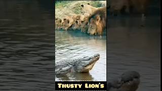 Lions Risky Sip Drinking Water Near a Deadly Crocodile [upl. by Dlanor158]