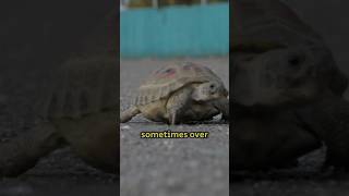 Fascinating Facts About Galapagos Giant Tortoises 🐢 shorts shortsvideo shortsviral [upl. by Clareta]