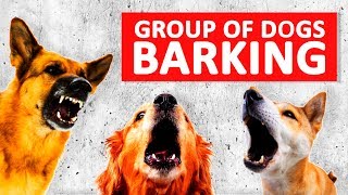 Group of Dogs Barking Sounds to Make your Dog Bark HD [upl. by Brenden227]