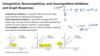 Competitive Noncompetitive and Uncompetitive Inhibition and Graph Responses [upl. by Nairb]