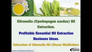 Citronella Cymbopogon nardus Oil Extraction  Profitable Essential Oil Extraction Business Ideas [upl. by Notsirb]