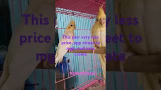 All pets buysellexchange opp treet to MGB MALLTATA CROMA9491497606 birds petmall petmart [upl. by Aitsirhc]