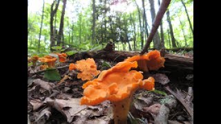 chanterelle mushrooms dehydrating and vacuum packing [upl. by Venable]