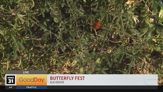 Butterfly Festival [upl. by Cindee]