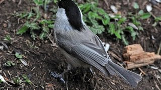 Parus montanus song 1870 [upl. by Ahsataj626]