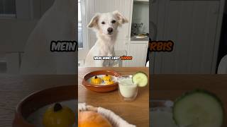 Hund 🐶  Kürbis🎃  ❤️ hund kochen rezept [upl. by Aisined]