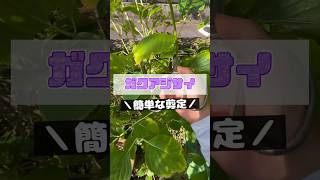 紫陽花の剪定を１８秒で説明してみた庭師のVlog 一級造園技能士 [upl. by Tada412]