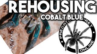 Rehousing Cyriopagopus lividus Cobalt Blue Tarantula by predatororpreyonline [upl. by Peskoff]