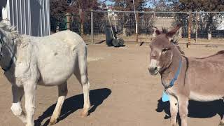 Mini donkey sees other donkeys for the first time in 10 years [upl. by Laris313]