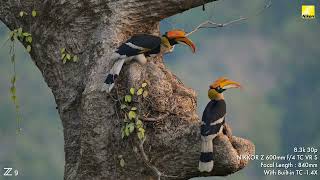 A glimpse of fascinating Hornbills in their natural habitat [upl. by Siana320]