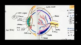 Anatomia dellocchio  oculistica [upl. by Jari582]