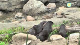 The National Zoo Welcomes a New Family of Otters [upl. by Thorr]