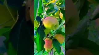 Garden at Srinagar apple Kashmir apple 🍎🍎🍎 love apple fruit nature [upl. by Assyral402]