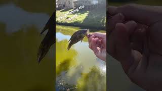 Day 3 fishing at the creek fishing fishpond like subscribe [upl. by Vannie]