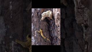 GravityDefying Goats Natures Ultimate Climbers🐐🏔️ goat mountain [upl. by Navinod]