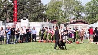 Dobermann Courage test  IV Serbian Winner show amp 3rd Serbian national Championship 2013 [upl. by Uranie164]