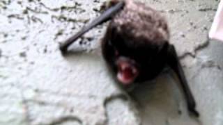 Live bat hissing at camera [upl. by Egiedan161]